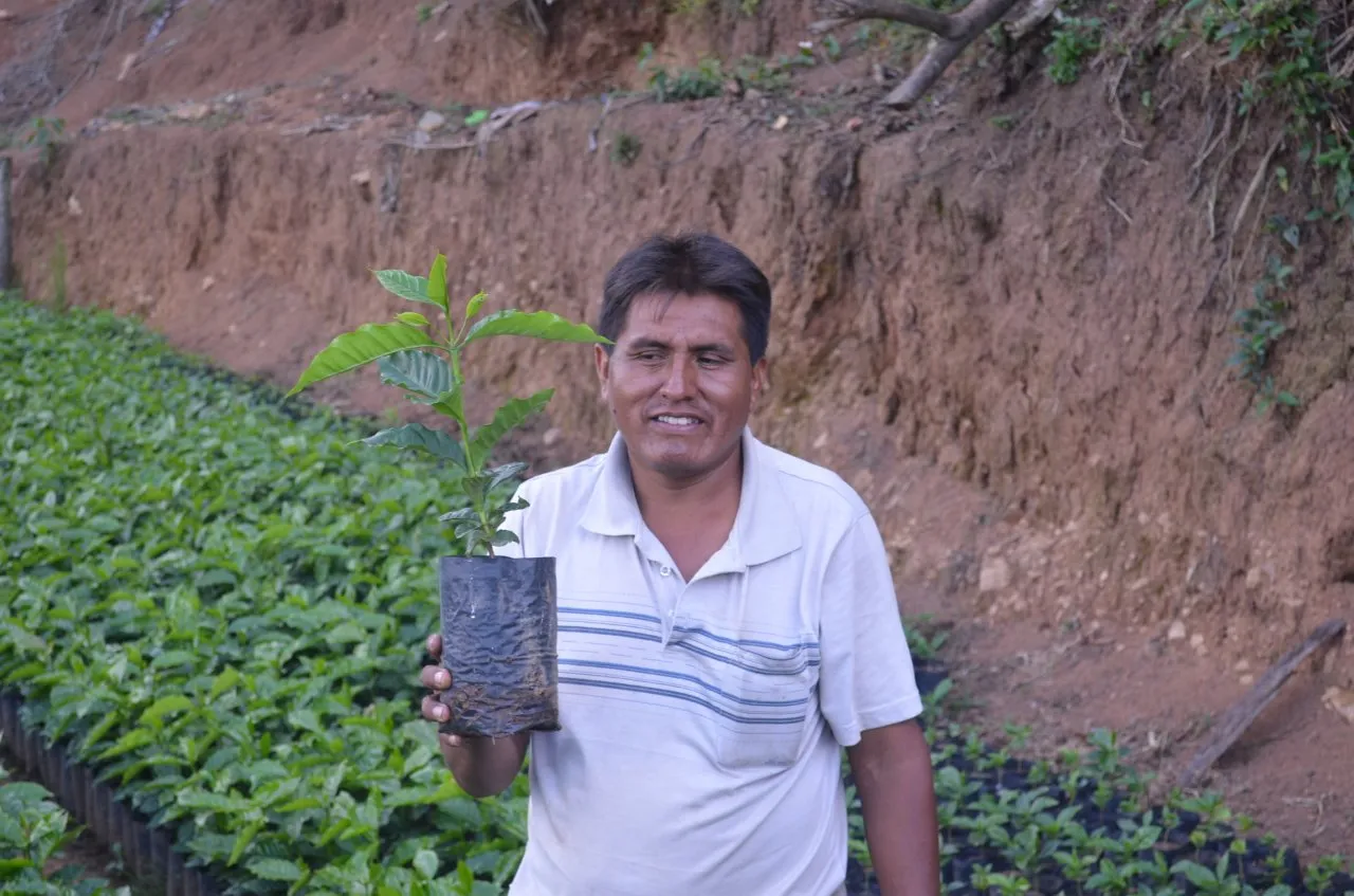 Bolivia FTO AA (Caranavi) Available IN CA, NJ and Salisbury MA. NEW CROP!