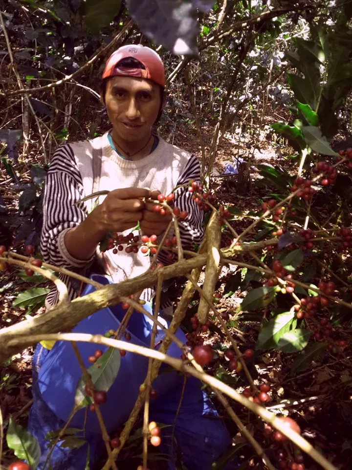 Bolivia FTO AA (Caranavi) Available IN CA, NJ and Salisbury MA. NEW CROP!
