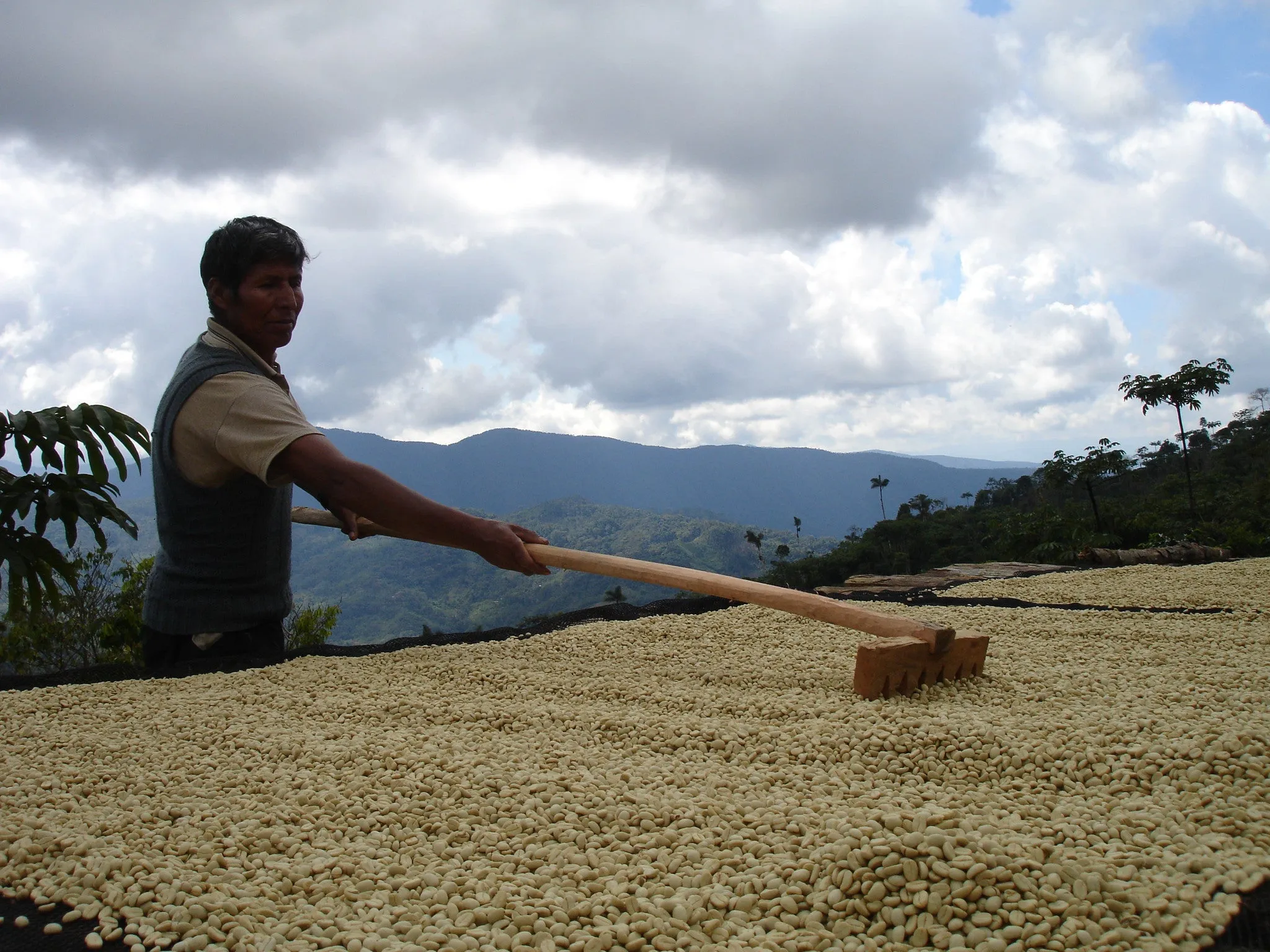 Bolivia FTO AA (Caranavi) Available IN CA, NJ and Salisbury MA. NEW CROP!