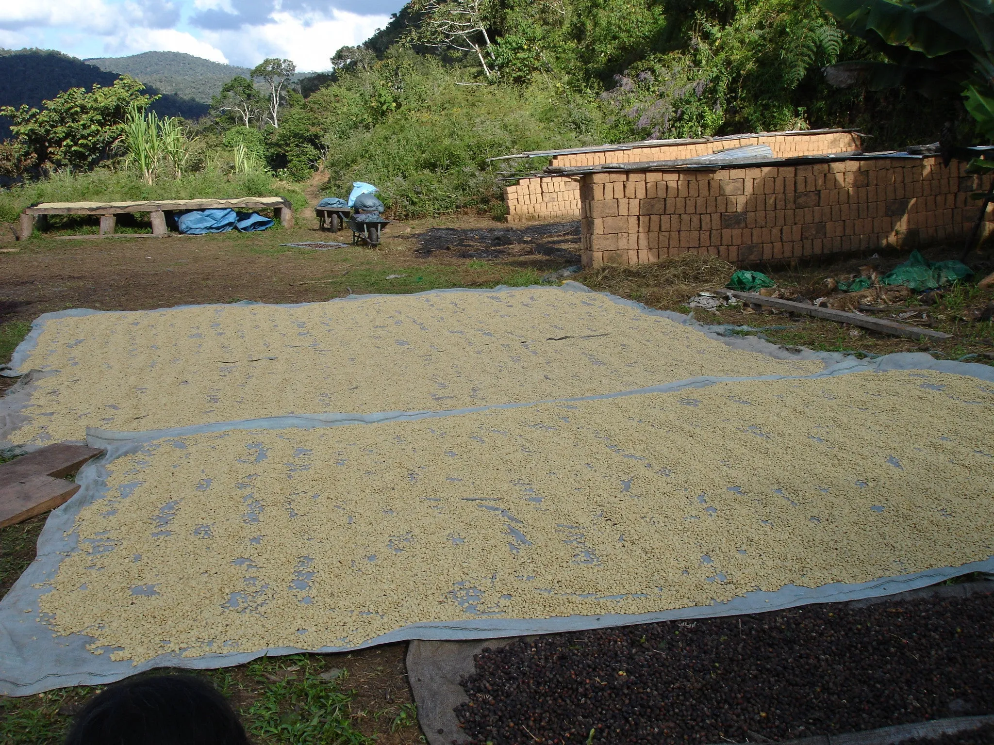 Bolivia FTO AA (Caranavi) Available IN CA, NJ and Salisbury MA. NEW CROP!