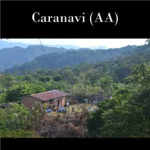 Bolivia FTO AA (Caranavi) Available IN CA, NJ and Salisbury MA. NEW CROP!