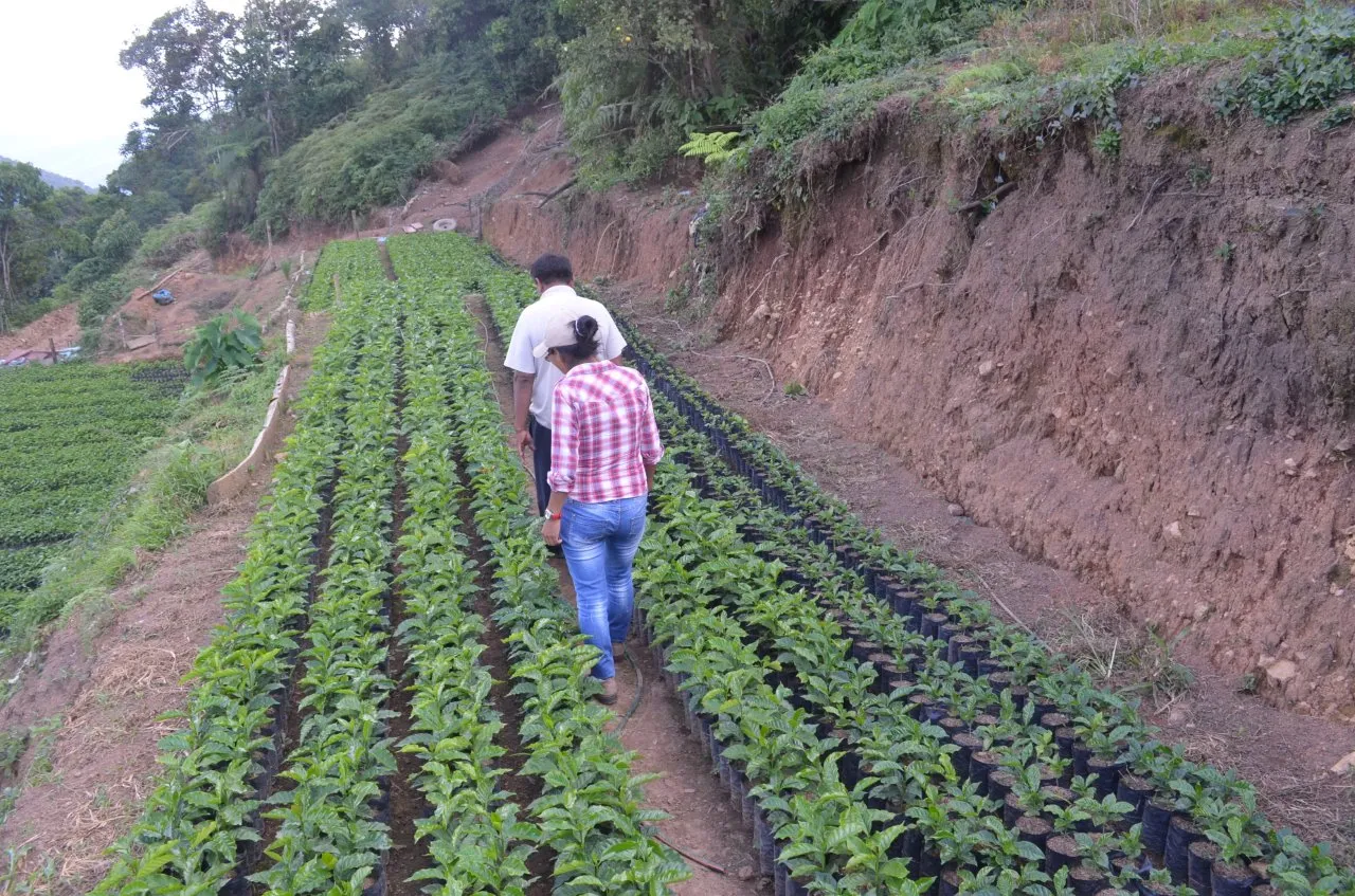 Bolivia FTO AA (Caranavi) Available IN CA, NJ and Salisbury MA. NEW CROP!