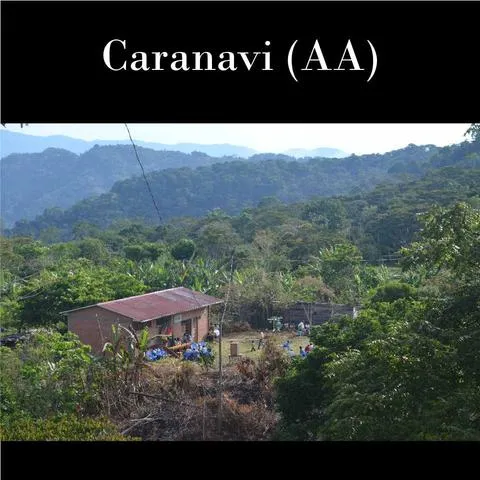 Bolivia FTO AA (Caranavi) Available IN CA, NJ and Salisbury MA. NEW CROP!