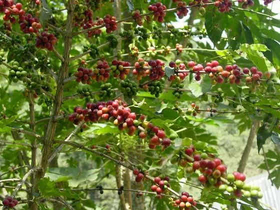 Bolivia FTO AA (Caranavi) Available IN CA, NJ and Salisbury MA. NEW CROP!