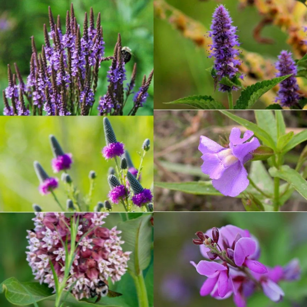 Butterfly Garden