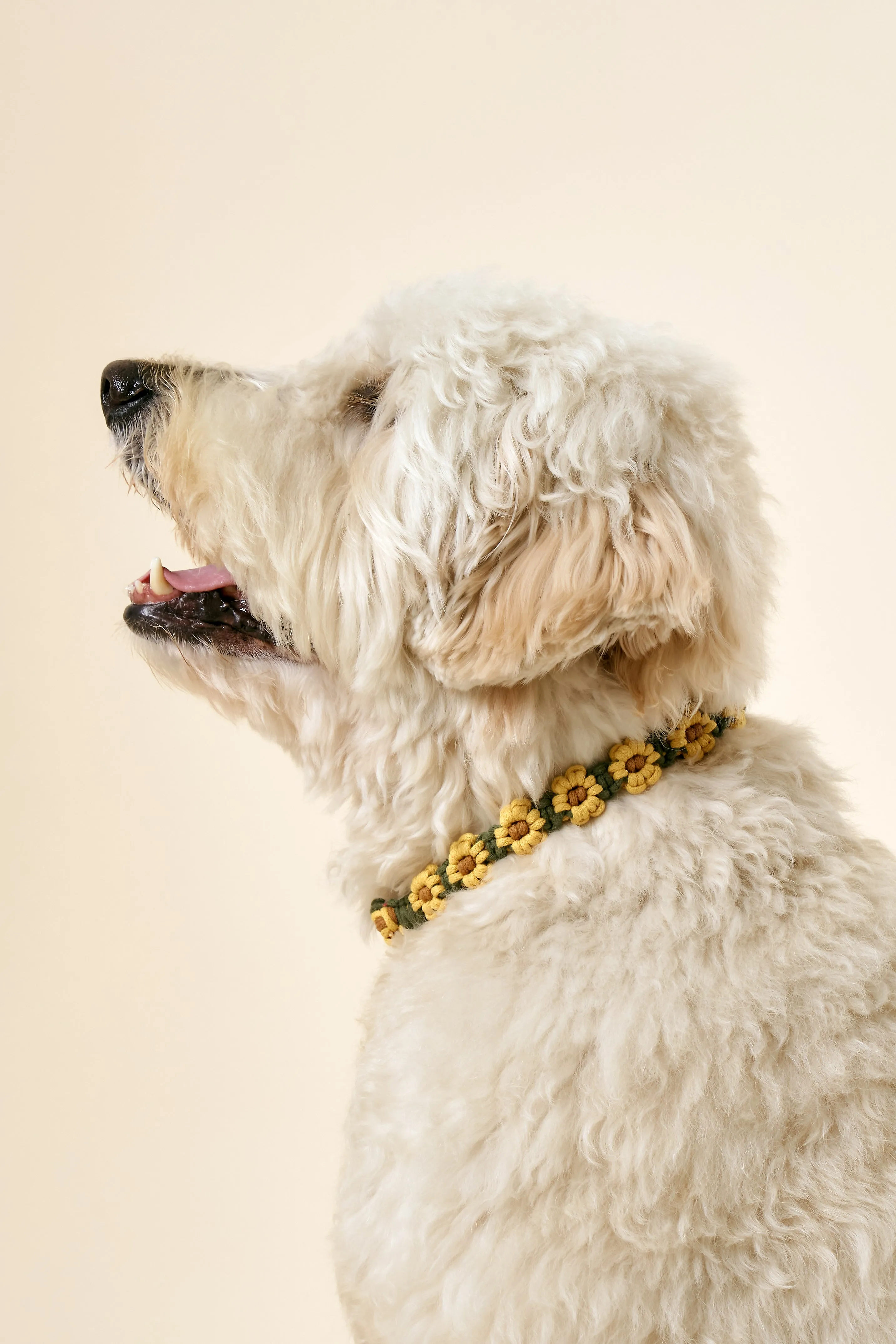 [COSONNE] Flower Macrame Neck Collar(for pet)