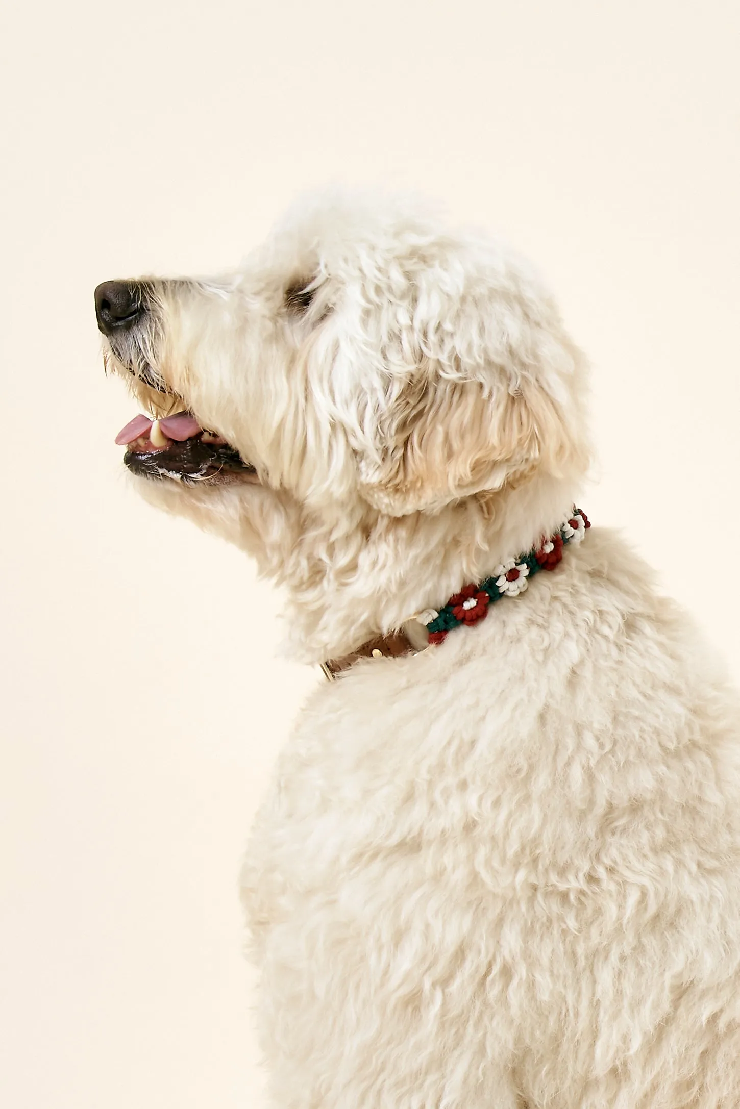 [COSONNE] Flower Macrame Neck Collar(for pet)