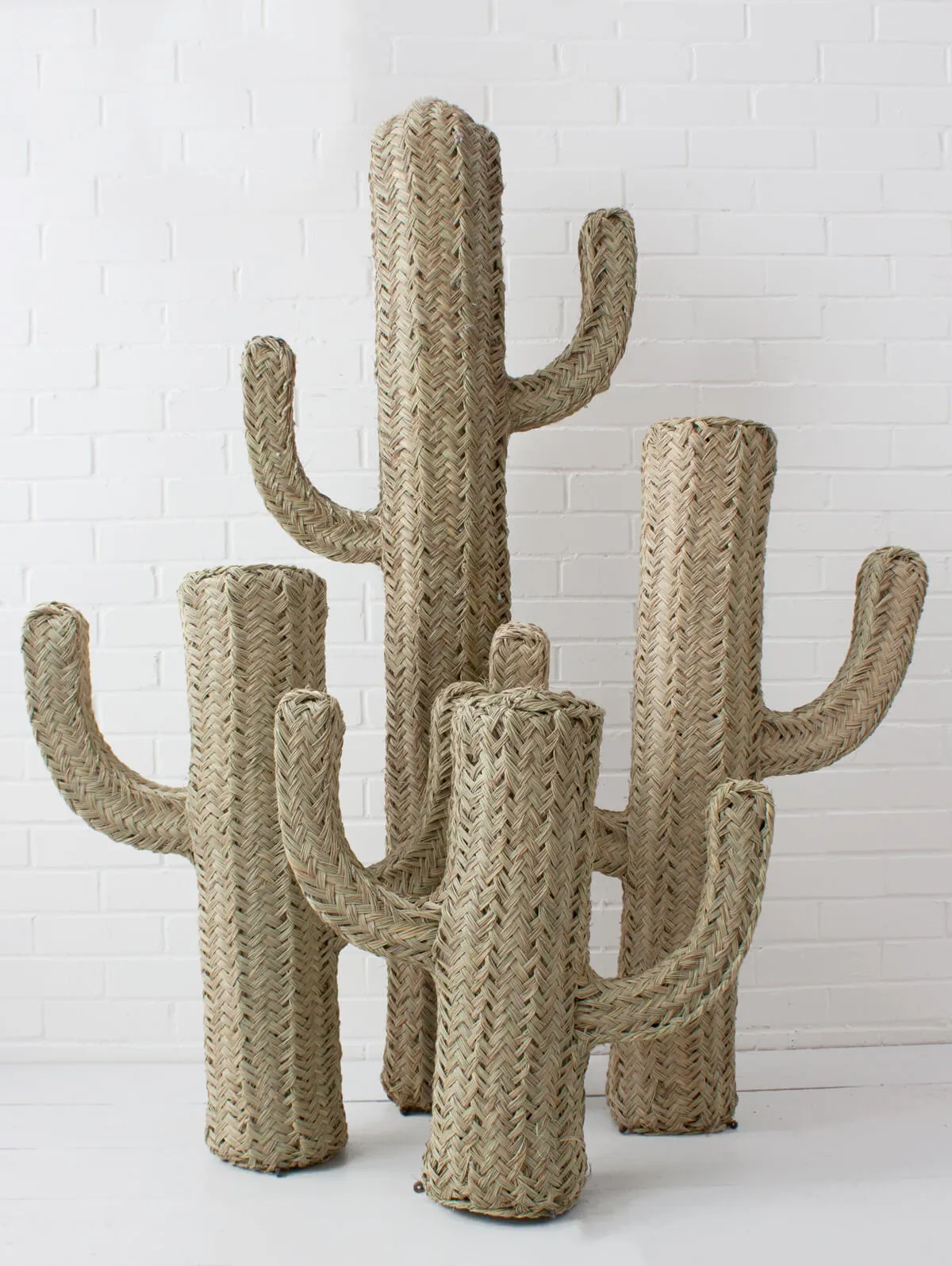 Halfah Grass Cactus