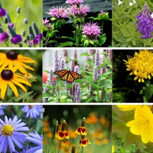 Prairie Flora
