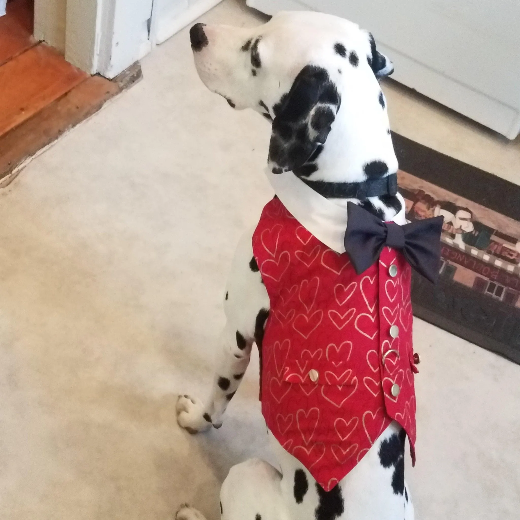 Valentine Dog Vest With Built In Harness - Large - Last One