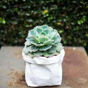 Washable Paper Sacs - S